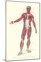 Front View of Superficial Muscles-null-Mounted Art Print