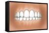 Front View of Teeth Showing Healthy Gums-null-Framed Stretched Canvas