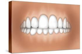 Front View of Teeth Showing Healthy Gums-null-Stretched Canvas