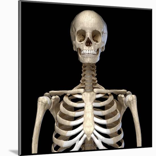 Front view of the human torso skeletal system on black background.-Leonello Calvetti-Mounted Art Print