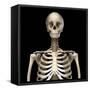 Front view of the human torso skeletal system on black background.-Leonello Calvetti-Framed Stretched Canvas