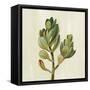 Front Yard Succulent II-Silvia Vassileva-Framed Stretched Canvas