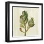 Front Yard Succulent II-Silvia Vassileva-Framed Art Print