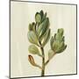 Front Yard Succulent II-Silvia Vassileva-Mounted Art Print