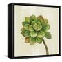 Front Yard Succulent IV-Silvia Vassileva-Framed Stretched Canvas