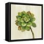 Front Yard Succulent IV-Silvia Vassileva-Framed Stretched Canvas