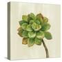 Front Yard Succulent IV-Silvia Vassileva-Stretched Canvas