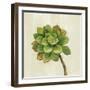 Front Yard Succulent IV-Silvia Vassileva-Framed Art Print