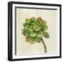 Front Yard Succulent IV-Silvia Vassileva-Framed Art Print