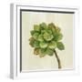 Front Yard Succulent IV-Silvia Vassileva-Framed Art Print