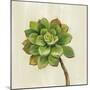 Front Yard Succulent IV-Silvia Vassileva-Mounted Art Print