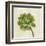 Front Yard Succulent IV-Silvia Vassileva-Framed Art Print