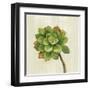 Front Yard Succulent IV-Silvia Vassileva-Framed Art Print