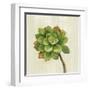 Front Yard Succulent IV-Silvia Vassileva-Framed Art Print