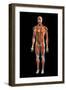 Frontal view of the muscular system of the male human body on a black background.-Hank Grebe-Framed Art Print