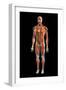 Frontal view of the muscular system of the male human body on a black background.-Hank Grebe-Framed Art Print