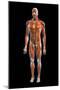 Frontal view of the muscular system of the male human body on a black background.-Hank Grebe-Mounted Art Print