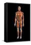 Frontal view of the muscular system of the male human body on a black background.-Hank Grebe-Framed Stretched Canvas