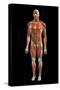 Frontal view of the muscular system of the male human body on a black background.-Hank Grebe-Stretched Canvas