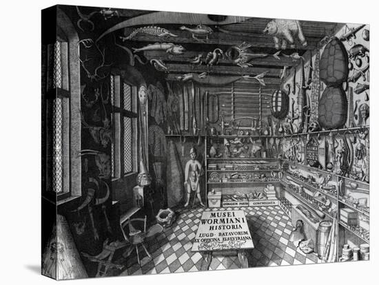 Frontispiece of Ole Worm's Cabinet of Curiosities from 'Museum Wormianum' by Ole Worm-G. Wingendorp-Stretched Canvas