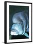 Frontosa Cichlid-null-Framed Photographic Print