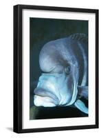 Frontosa Cichlid-null-Framed Photographic Print