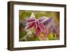 Frost burgundy color leaves on natural background-Paivi Vikstrom-Framed Photographic Print