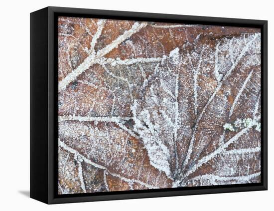 Frost Covered Autumnal Leaves on Grass, Peterborough, Cambs, England-Lee Frost-Framed Stretched Canvas