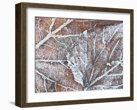 Frost Covered Autumnal Leaves on Grass, Peterborough, Cambs, England-Lee Frost-Framed Photographic Print