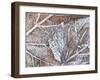 Frost Covered Autumnal Leaves on Grass, Peterborough, Cambs, England-Lee Frost-Framed Photographic Print