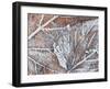 Frost Covered Autumnal Leaves on Grass, Peterborough, Cambs, England-Lee Frost-Framed Photographic Print