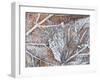 Frost Covered Autumnal Leaves on Grass, Peterborough, Cambs, England-Lee Frost-Framed Photographic Print