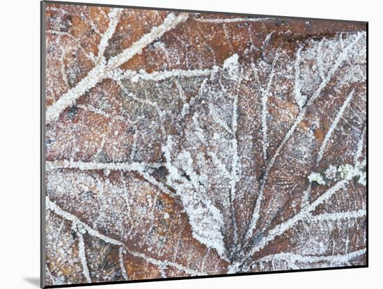 Frost Covered Autumnal Leaves on Grass, Peterborough, Cambs, England-Lee Frost-Mounted Photographic Print