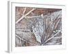 Frost Covered Autumnal Leaves on Grass, Peterborough, Cambs, England-Lee Frost-Framed Photographic Print