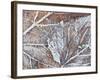 Frost Covered Autumnal Leaves on Grass, Peterborough, Cambs, England-Lee Frost-Framed Photographic Print