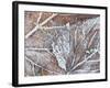 Frost Covered Autumnal Leaves on Grass, Peterborough, Cambs, England-Lee Frost-Framed Photographic Print