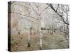 Frost-Covered Birch Trees, Town of Cakovice, Prague, Czech Republic, Europe-Richard Nebesky-Stretched Canvas