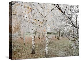 Frost-Covered Birch Trees, Town of Cakovice, Prague, Czech Republic, Europe-Richard Nebesky-Stretched Canvas