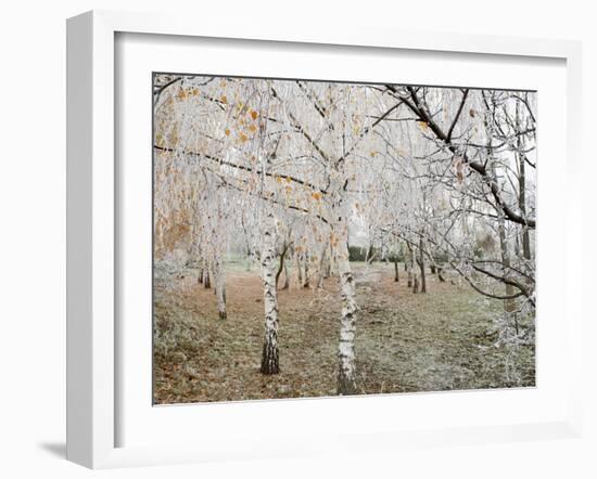 Frost-Covered Birch Trees, Town of Cakovice, Prague, Czech Republic, Europe-Richard Nebesky-Framed Photographic Print