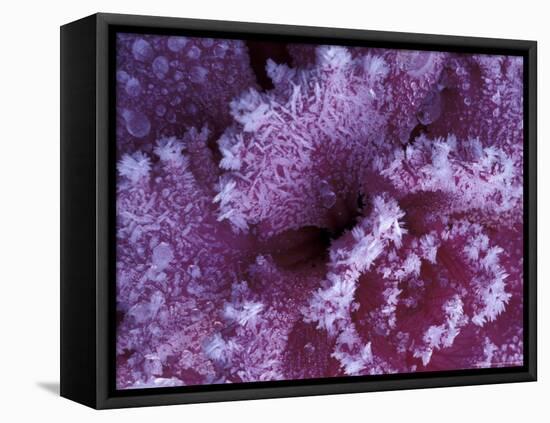 Frost-covered Cabbage-Michele Westmorland-Framed Stretched Canvas