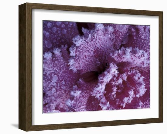 Frost-covered Cabbage-Michele Westmorland-Framed Photographic Print