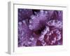 Frost-covered Cabbage-Michele Westmorland-Framed Photographic Print