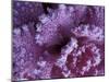 Frost-covered Cabbage-Michele Westmorland-Mounted Photographic Print