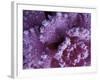 Frost-covered Cabbage-Michele Westmorland-Framed Photographic Print