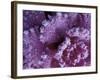 Frost-covered Cabbage-Michele Westmorland-Framed Photographic Print