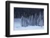 Frost-Covered Evergreen Trees-James Hager-Framed Photographic Print