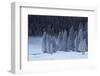 Frost-Covered Evergreen Trees-James Hager-Framed Photographic Print