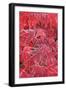 Frost Covered Japanese Maple Leaves-Darrell Gulin-Framed Photographic Print