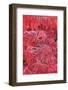 Frost Covered Japanese Maple Leaves-Darrell Gulin-Framed Photographic Print
