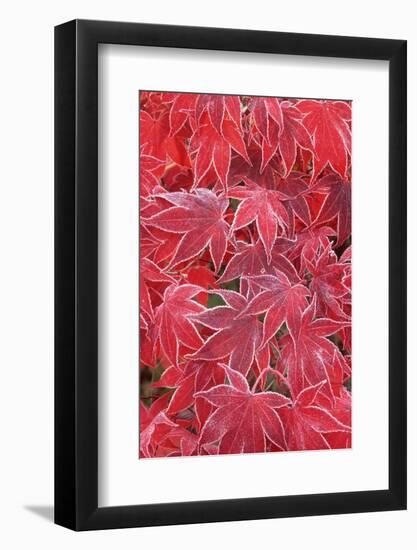 Frost Covered Japanese Maple Leaves-Darrell Gulin-Framed Photographic Print